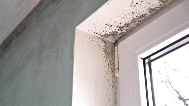 Best Asbestos and Lead Testing During Mold Inspection  in Meridianville, AL